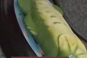 赛后一位记者送阿隆索一条鱼，嘴里不停喊Hala马德里😂