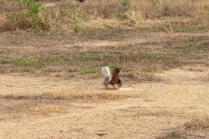国外网友恶搞：这是水晶宫vs利物浦🤣